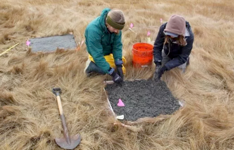 UNH students conducting a field experiment on an area salt marsh.
