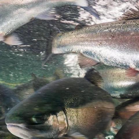 Close up of trout in AquaFort.