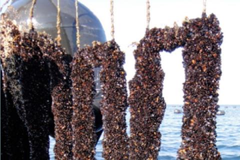 Photo of three groups of mussels growing on a structure. 