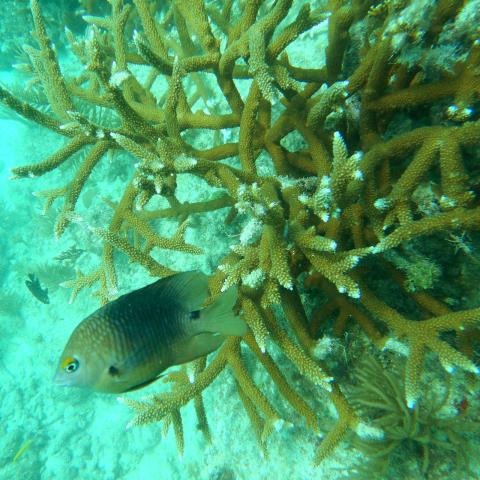 Photo of a fish swimming in coral. 