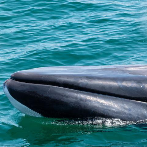 Photo of whale calf at ocean surface. 