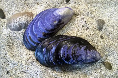 Photo of two blue mussels on the sea floor. 