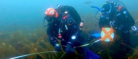 Underwater photo of two divers with a measuring tape roll. 
