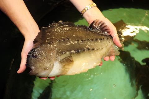Lumpfish Research at UNH