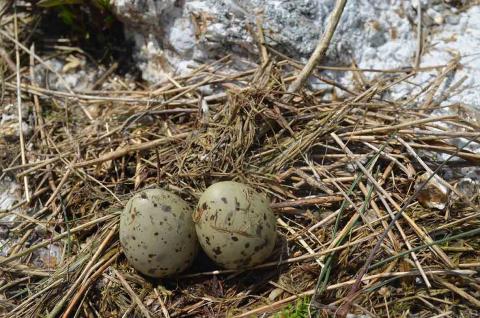 Tern nest located located on the Isles of Shoals.